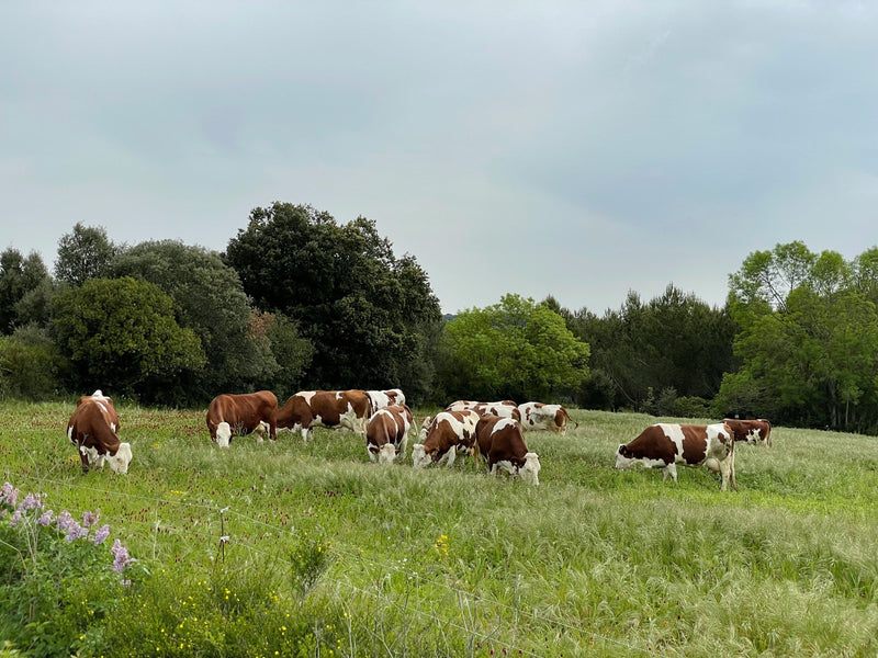 Why We Only Source From Regenerative Farms (And Why You Should Care)