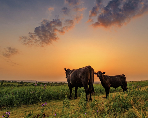 Farm-Sourced & Regenerative