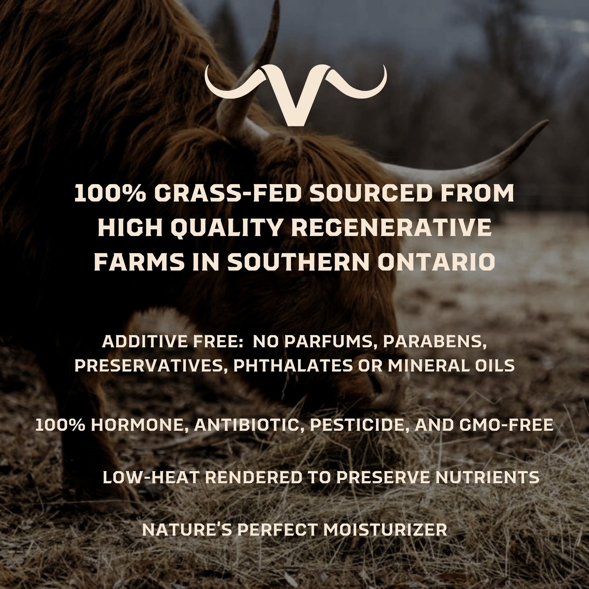 100% grass-fed beef tallow from regenerative farms in Ontario – clean skincare ingredient free from preservatives, parabens, and chemicals